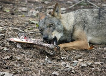 Ecoloxistes n’Aición d’Asturies lamenta que se desproteja al lobo
