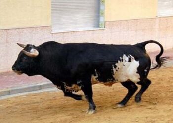 El colectivo antitaurino considera “tercermundista” que se siga hablando en Sueca de la vuelta de los festejos taurinos