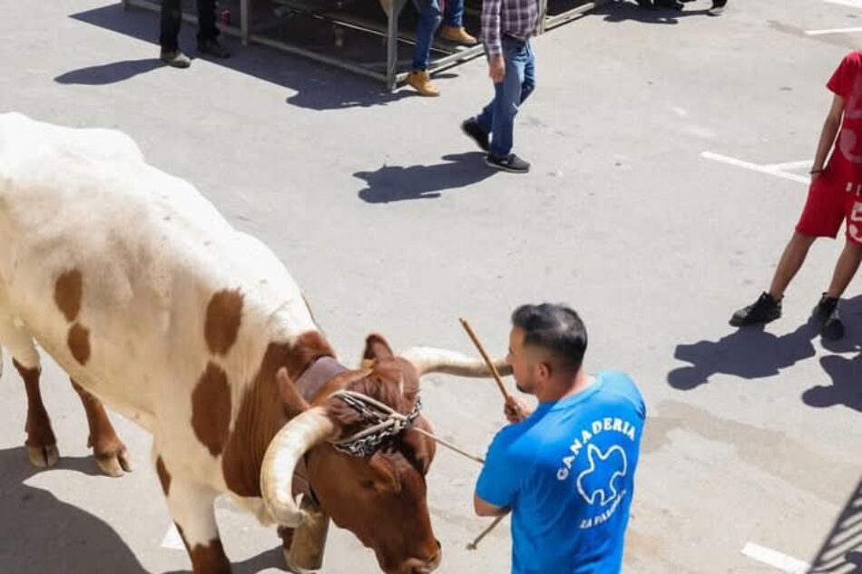 Animalistas piden la suspensión de los eventos taurinos programados en Cullera