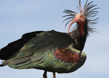 Extremadura, un agujero negro para el Ibis Eremita