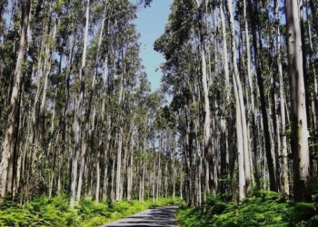 Organizacións da cadea de valor da madeira, fundacións, comunidades de montes e ecoloxistas piden ampliar a moratoria do eucalipto ata 2030