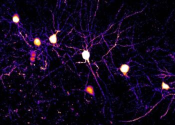 Descubren cómo nuestro cerebro aprende: las neuronas usan múltiples reglas a la vez