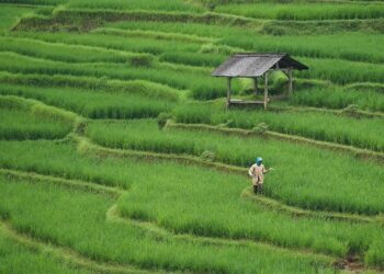 El cambio climático provocará un incremento del arsénico en el arroz aumentando los riesgos para la salud