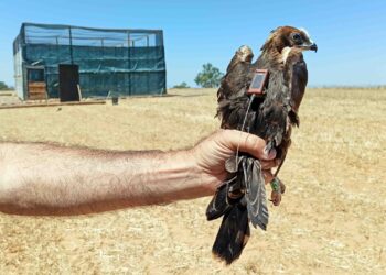 Se inicia una campaña para proteger nidos y pollos de aguilucho cenizo en el oeste de España y en Portugal