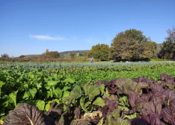 Organizaciones ecologistas exigen que la futura Ley de Agricultura Familiar apoye una transición agroecológica justa ante la crisis climática y de biodiversidad