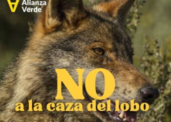 Alianza Verde y Podemos piden a la Comisión Europea que intervenga frente a la caza de lobos ibéricos en Cantabria, Galicia y Asturias