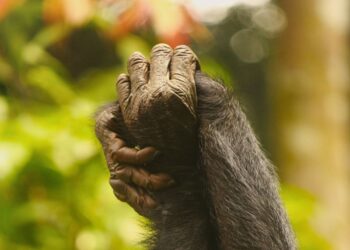 Las hembras de bonobos controlan a los machos a través de la sororidad