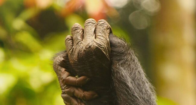 Las hembras de bonobos controlan a los machos a través de la sororidad