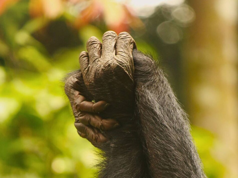 Las hembras de bonobos controlan a los machos a través de la sororidad