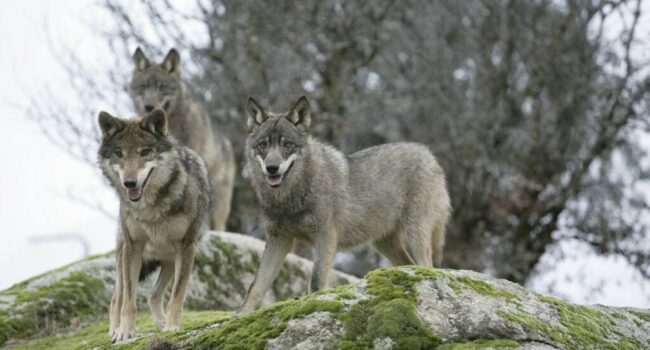 Alianza Verde pide explicaciones al Consejero de Política Ambiental de la Junta de Castilla y León sobre los datos de radiomarcaje del lobo y le acusan de ensañamiento tras la Conferencia Sectorial