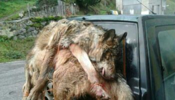 Grupo Lobo Asturias: «Nos vamos a oponer a las matanzas de lobos que hoy publica el Bopa»
