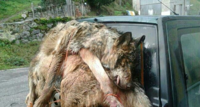 Alianza Verde recurre el Plan de Gestión del lobo en Cantabria y pide a la Consejería de Medio Rural que suspenda las matanzas