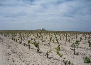 Adelante denuncia la sumisión de Vox Jerez a Trump mientras el sector vitivinícola local va a sufrir las consecuencias de un 20% de aranceles