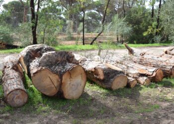 La tala de árboles en La Breña y Marismas de Barbate -Red Natura- podría estar relacionada con una posible malversación de fondos europeos