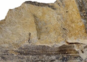 Una hoja fósil aporta nuevos datos del ambiente donde vivieron dinosaurios en Teruel