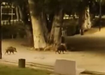 Jabalíes en Sevilla: un síntoma de desequilibrio ambiental