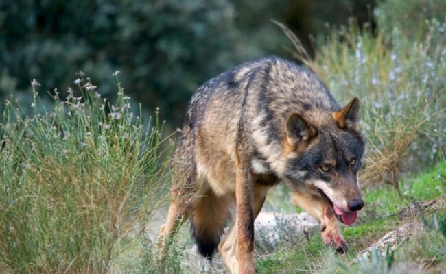 Ecologistas La Rioja reivindica al lobo como mejor solución para controlar la peste porcina en jabalíes