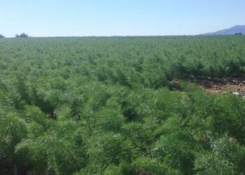 Aranceles de Trump: otra muestra de la vulnerabilidad del modelo agroindustrial español