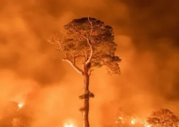 Disminuyen focos de incendios en la Amazonía brasileña