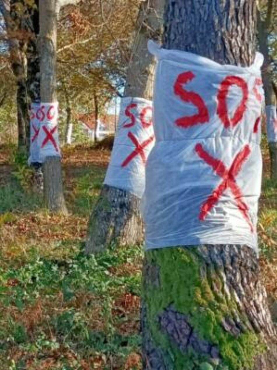Denuncian que o proxecto GS360 do Celta segue sendo un pelotazo urbanístico en terreos forestais