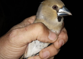 Más de 600 aves capturadas durante los primeros 10 días de la campaña de anillamiento de aves en la illa de l’Aire