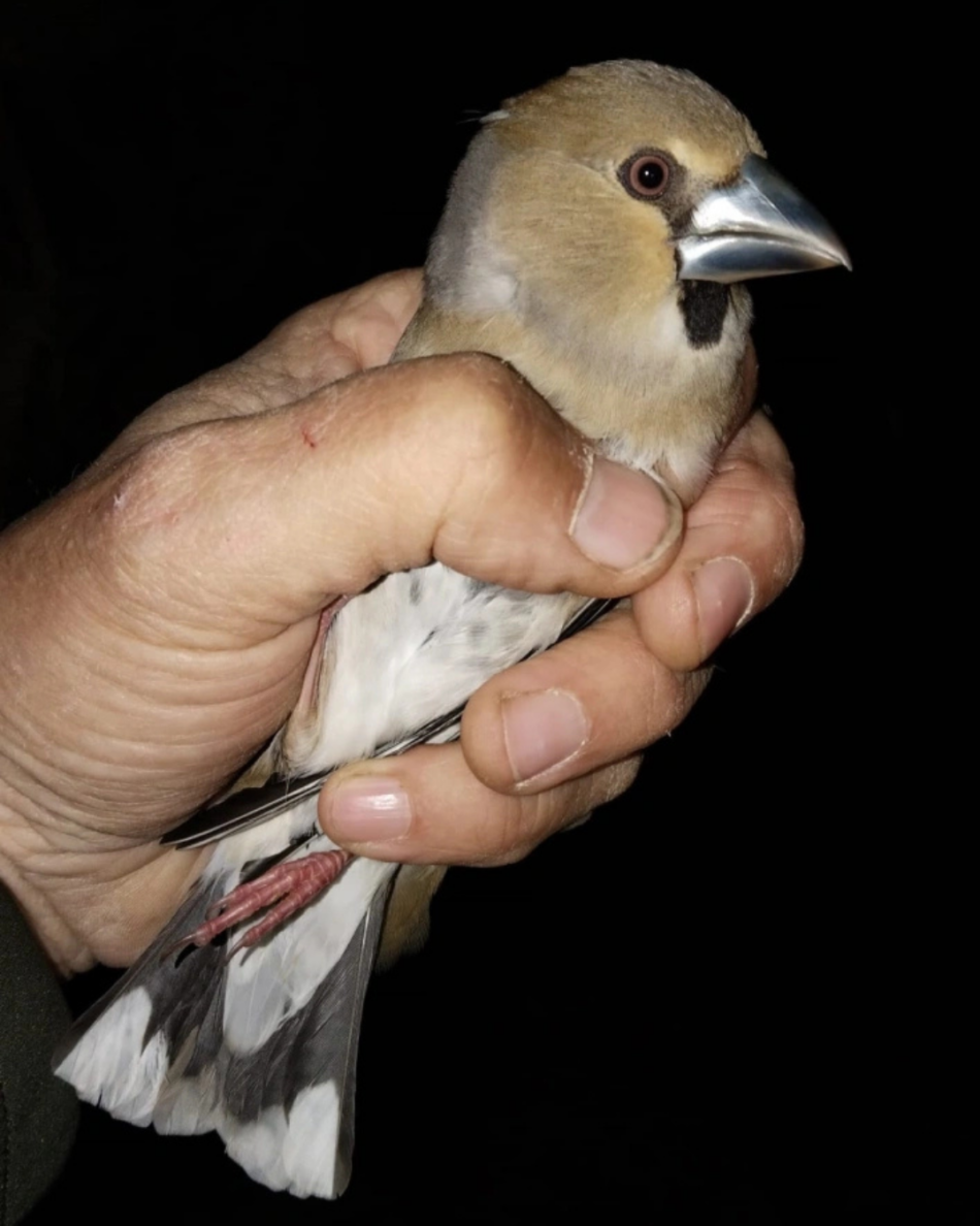 Más de 600 aves capturadas durante los primeros 10 días de la campaña de anillamiento de aves en la illa de l’Aire