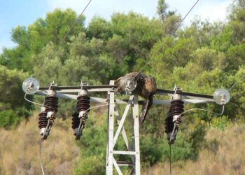 SOS Tendidos Eléctricos reclama la urgente aprobación del decreto destinado a reducir la alta mortalidad de fauna en líneas eléctricas y parques eólicos