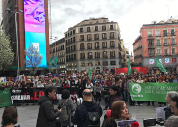 PACMA solicita una reunión urgente con el Ministerio para la Transición Ecológica para frenar el retroceso en la protección del lobo ibérico