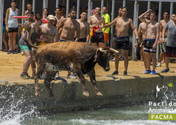 El Partido Animalista pide al Ayuntamiento de Dénia que no celebre los “Bous a la Mar” este 2025