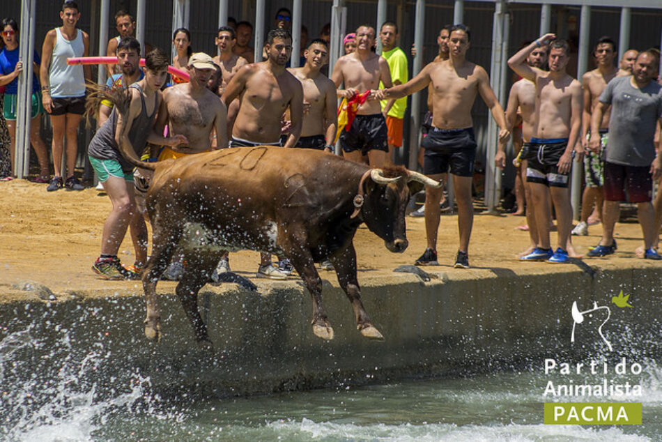 El Partido Animalista pide al Ayuntamiento de Dénia que no celebre los “Bous a la Mar” este 2025