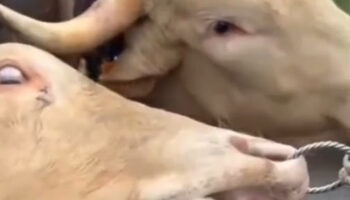 El sufrimiento visible de un buey en una romería en Garafía indigna al Partido Animalista y reabre el debate sobre animales y tradiciones