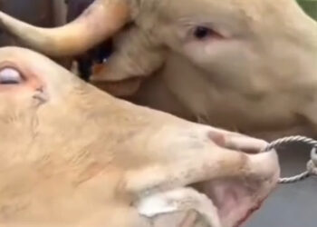 El sufrimiento visible de un buey en una romería en Garafía indigna al Partido Animalista y reabre el debate sobre animales y tradiciones