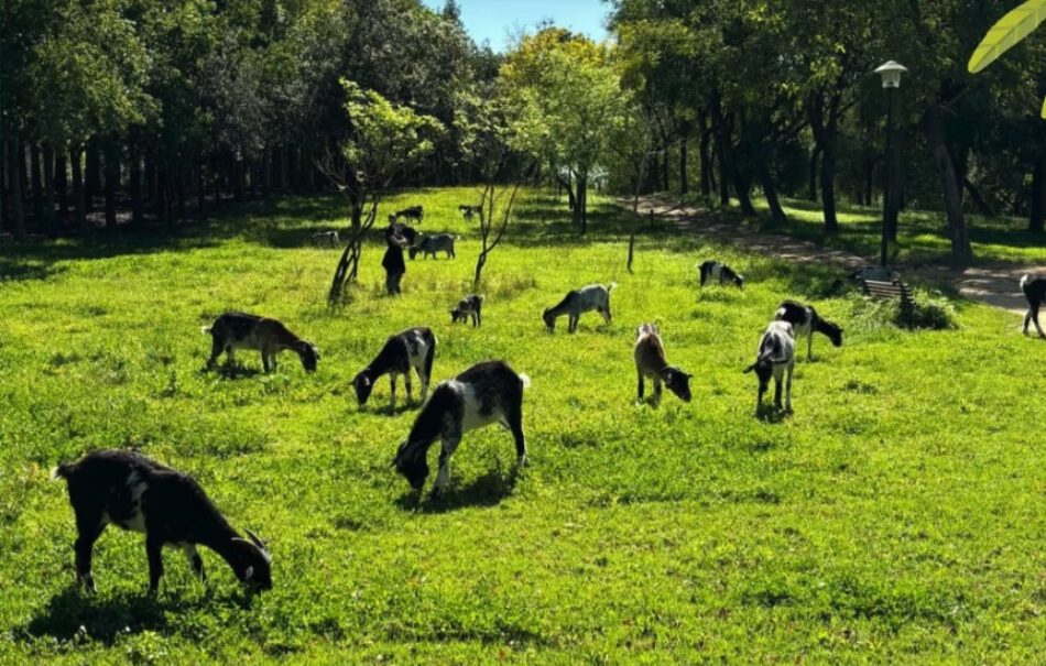 Las cabras de Ecologistas en Acción llegan al Parque del Alamillo para labores de desbroce sostenible