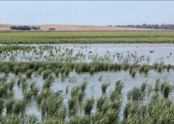 La recuperación de la Laguna de la Janda (Cádiz), paralizada por la inacción del Estado