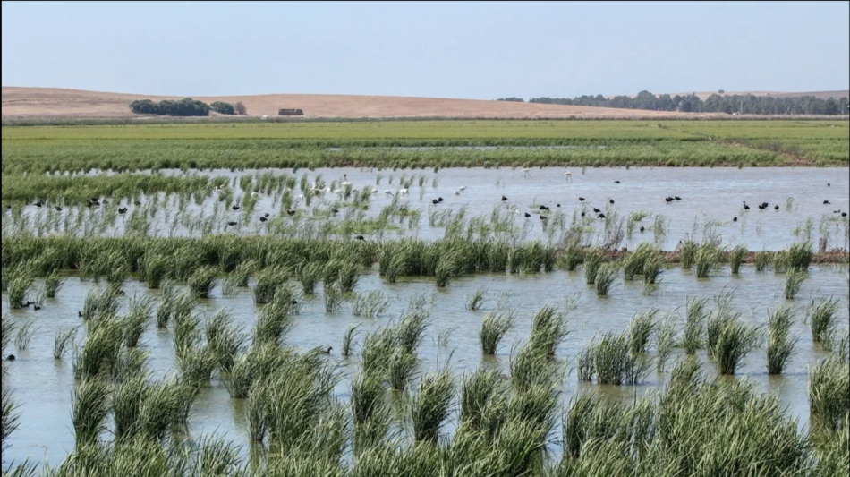 La recuperación de la Laguna de la Janda (Cádiz), paralizada por la inacción del Estado