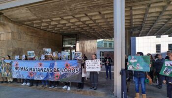 El Grupo Lobo Asturias ha presentado recurso potestativo contra el “Programa de actuaciones de control del lobo 2025-2026” del Gobierno de Asturias