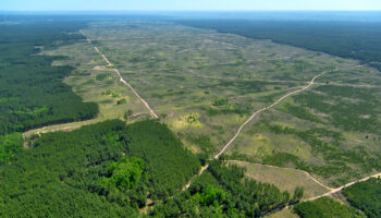 Las grandes corporaciones y los bancos son los mayores responsables de la pérdida de biodiversidad