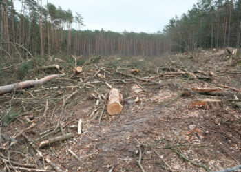 La Alianza Cero Deforestación exige la urgente aprobación de la ley española que implementa el Reglamento Europeo contra la deforestación