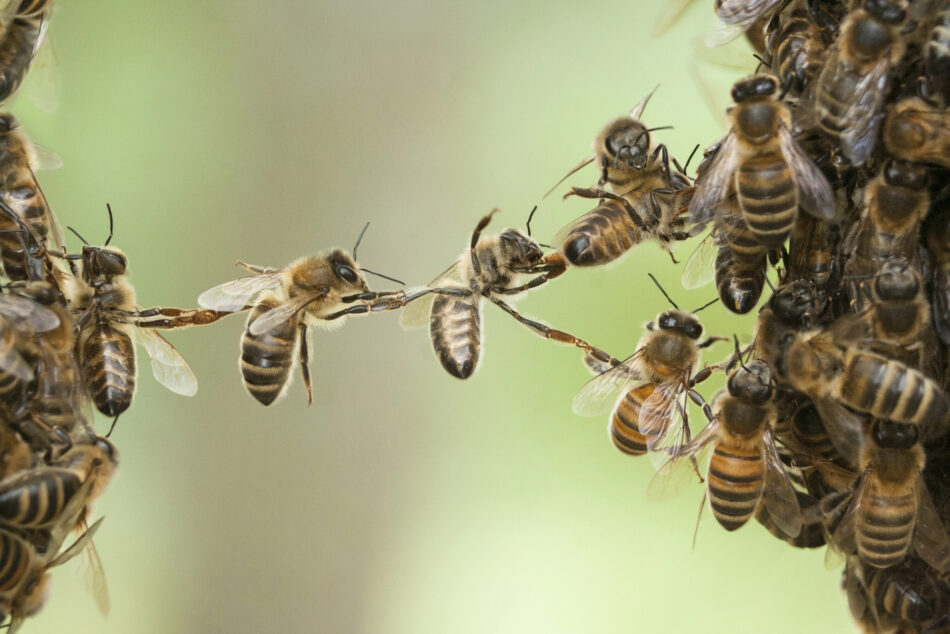 Izquierda Unida exige explicaciones al Ayuntamiento de Alcalá de Henares por el exterminio de abejas en la Ciudad Deportiva del Val