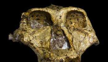 Descubren el sexo y la variación genética de un pariente lejano de los humanos de hace 2 millones de años