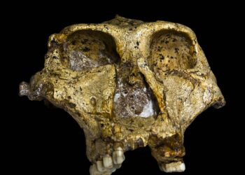 Descubren el sexo y la variación genética de un pariente lejano de los humanos de hace 2 millones de años