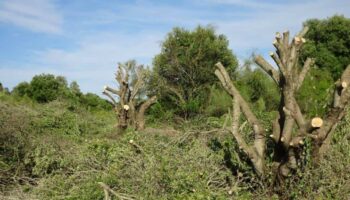 Ecologistas en Acción denuncia el destrozo del arbolado de Rancho Linares en El Puerto de Santa María
