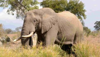 El declive de los dispersores de semillas amenaza la biodiversidad