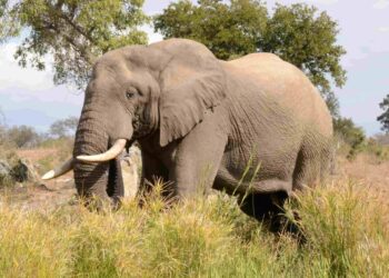 El declive de los dispersores de semillas amenaza la biodiversidad