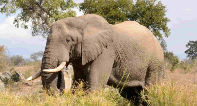 El declive de los dispersores de semillas amenaza la biodiversidad