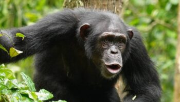 El lenguaje de los chimpancés es mucho más complejo de lo que creíamos: así combinan ritmos y sonidos