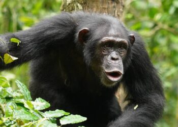 El lenguaje de los chimpancés es mucho más complejo de lo que creíamos: así combinan ritmos y sonidos
