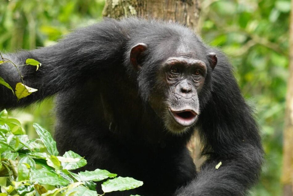 El lenguaje de los chimpancés es mucho más complejo de lo que creíamos: así combinan ritmos y sonidos