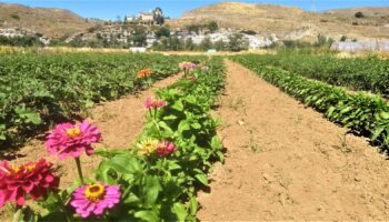 El Parque Agroecológico del Soto del Grillo necesita de una respuesta conjunta para recuperarse tras las inundaciones extraordinarias