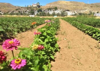 El Parque Agroecológico del Soto del Grillo necesita de una respuesta conjunta para recuperarse tras las inundaciones extraordinarias